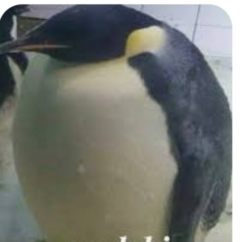 Из интернета.