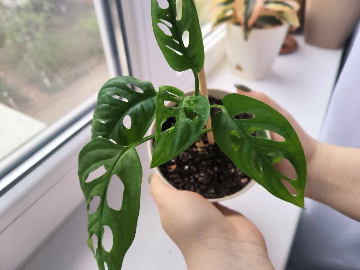 Монстера Манки