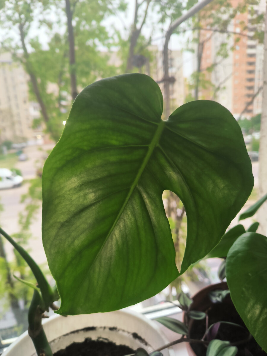 Монстера Деликатесная