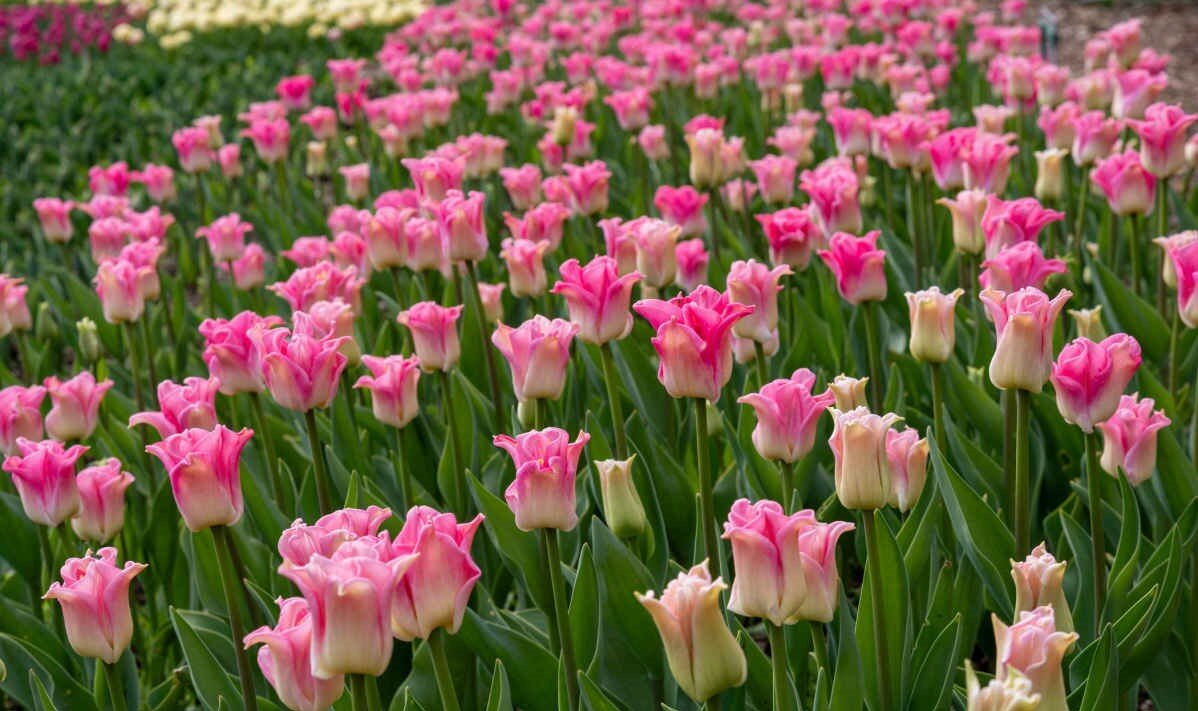 В Никитском ботаническом саду подвели итоги народного голосования на звание Генерала парада тюльпанов 2024 года. Как сообщает пресс-служба учреждения, им стал сорт Crown of Dynasty.