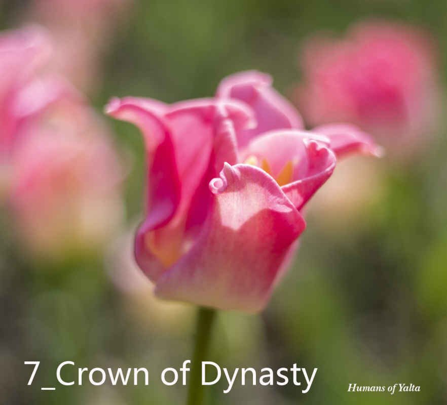В Никитском ботаническом саду подвели итоги народного голосования на звание Генерала парада тюльпанов 2024 года. Как сообщает пресс-служба учреждения, им стал сорт Crown of Dynasty.-2