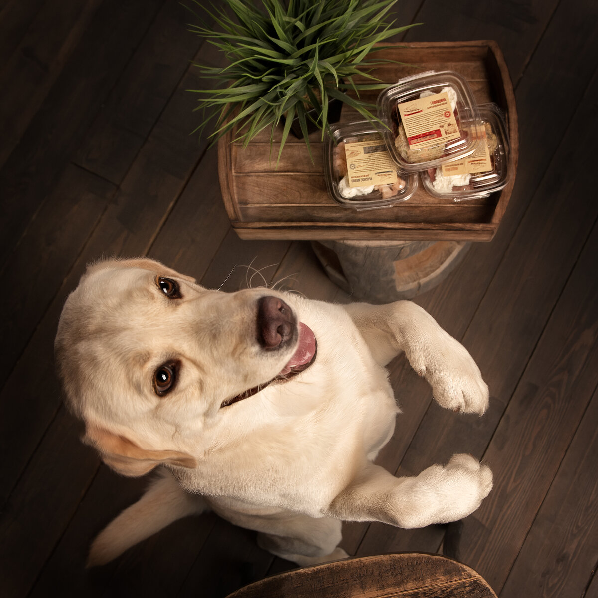счастливчик лабрадор выбирает вкусное и полезное натуральное питание 