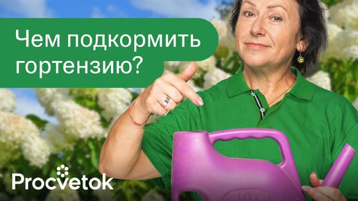 Download Video: Гортензия отблагодарит пышным цветением после такой подкормки весной!