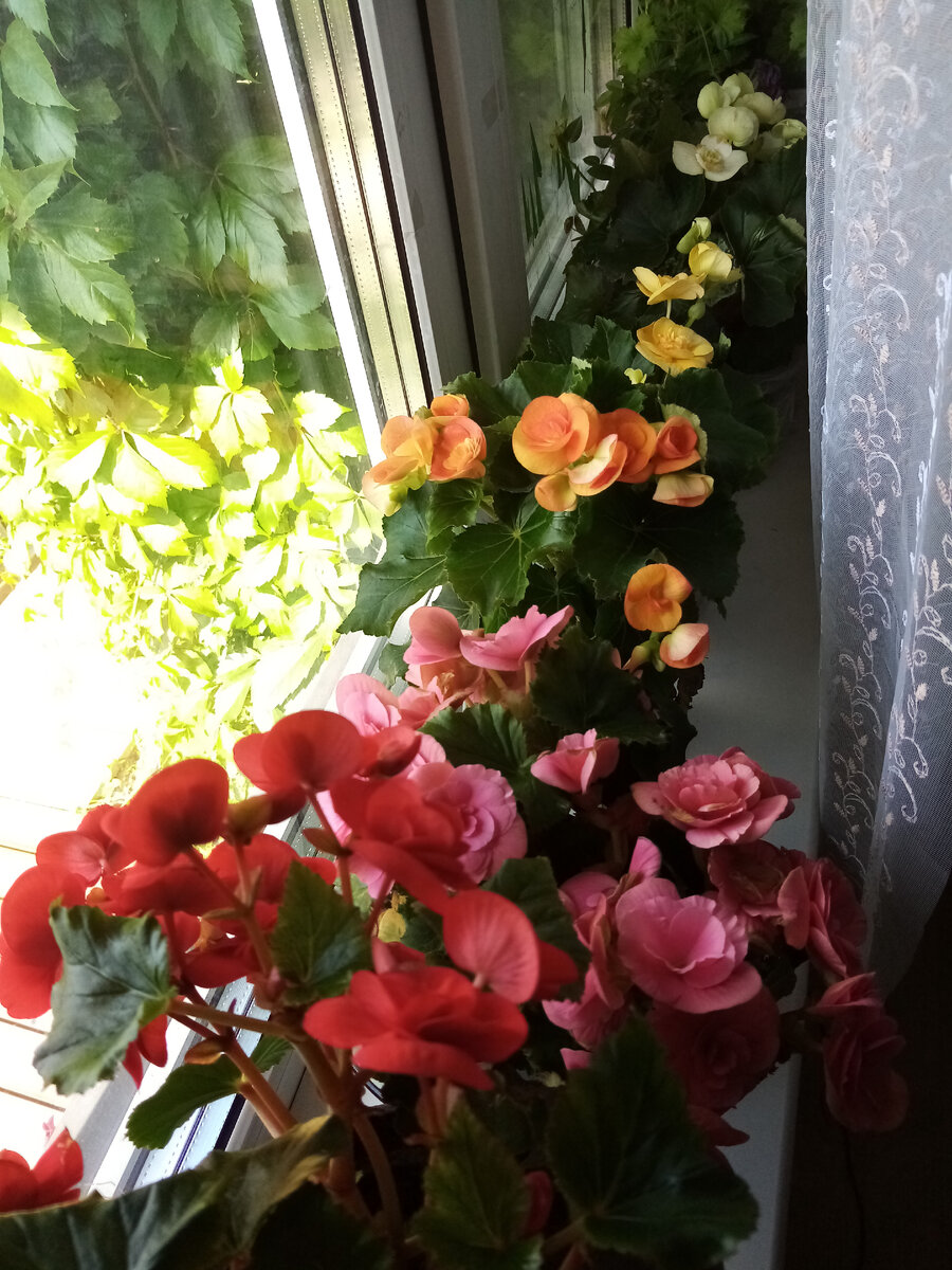 Цветы радуют