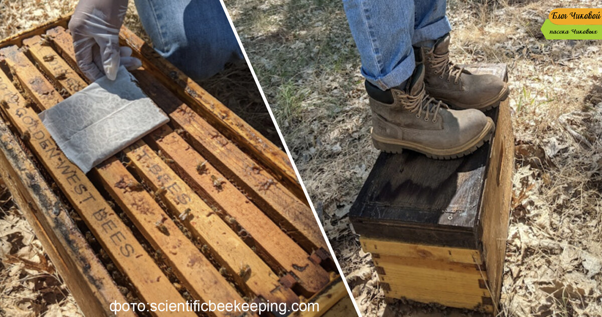 Метод прессования ,который они использовали. Важно плотно прижимать крышку улья к полоске. Но будьте осторожны, так как улей может опрокинуться.