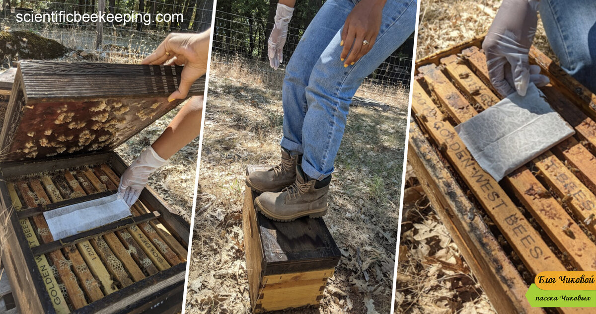 источник 3-х фото: scientificbeekeeping.com