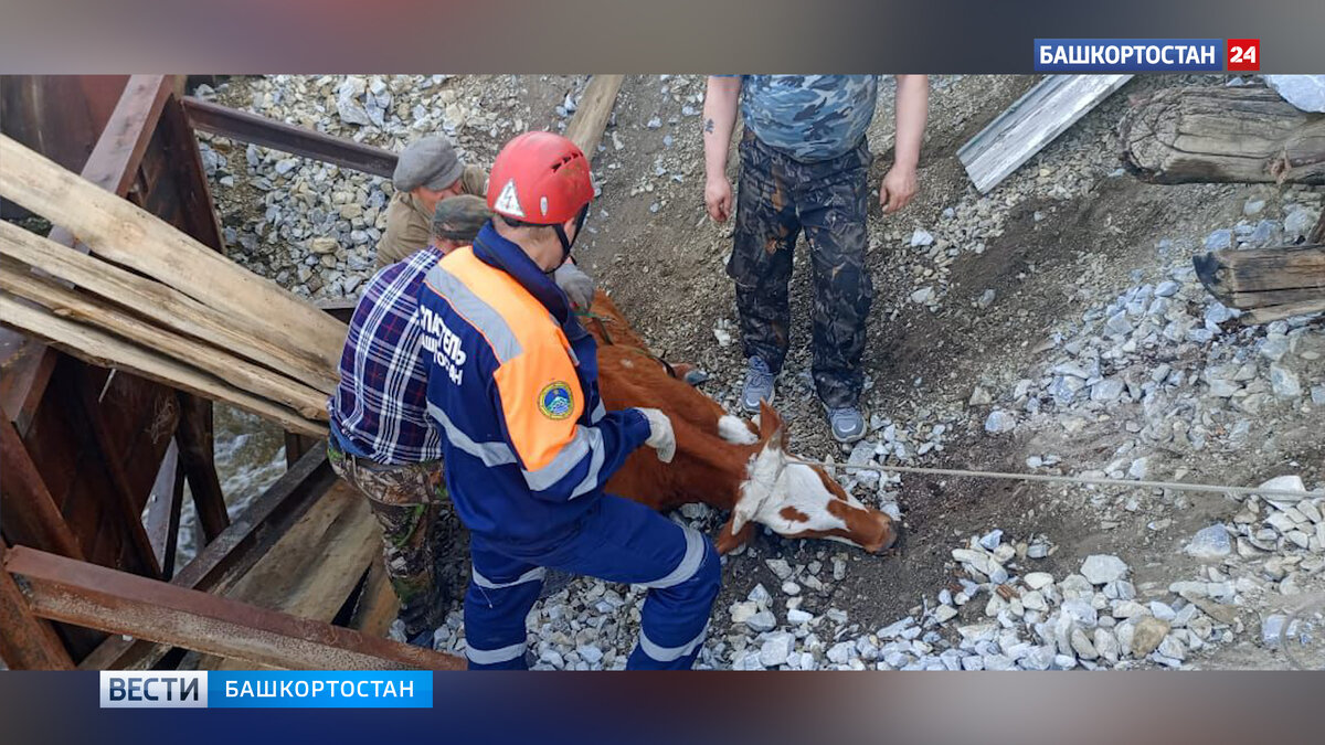    В Белорецком районе Башкирии спасатели помогли быку