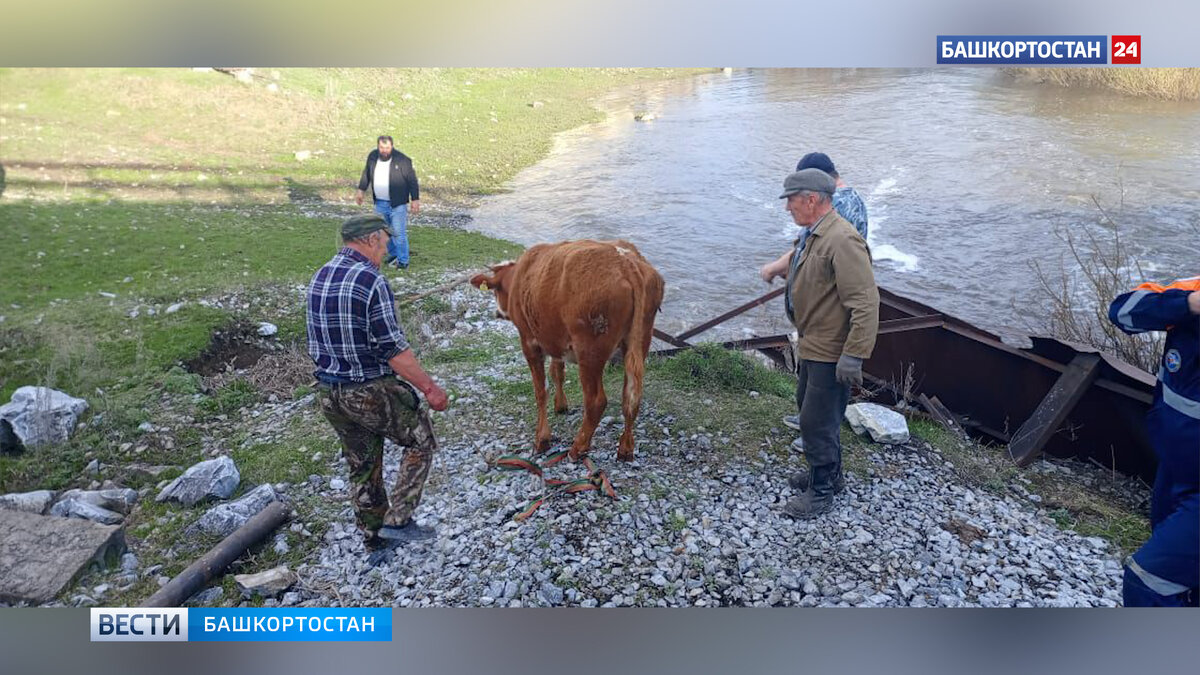    В Белорецком районе Башкирии спасатели помогли быку