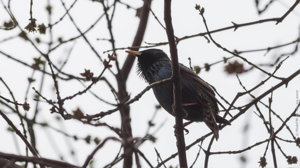 2. Самец — Скворец! © NickFW.ru — 10.04.2019г.