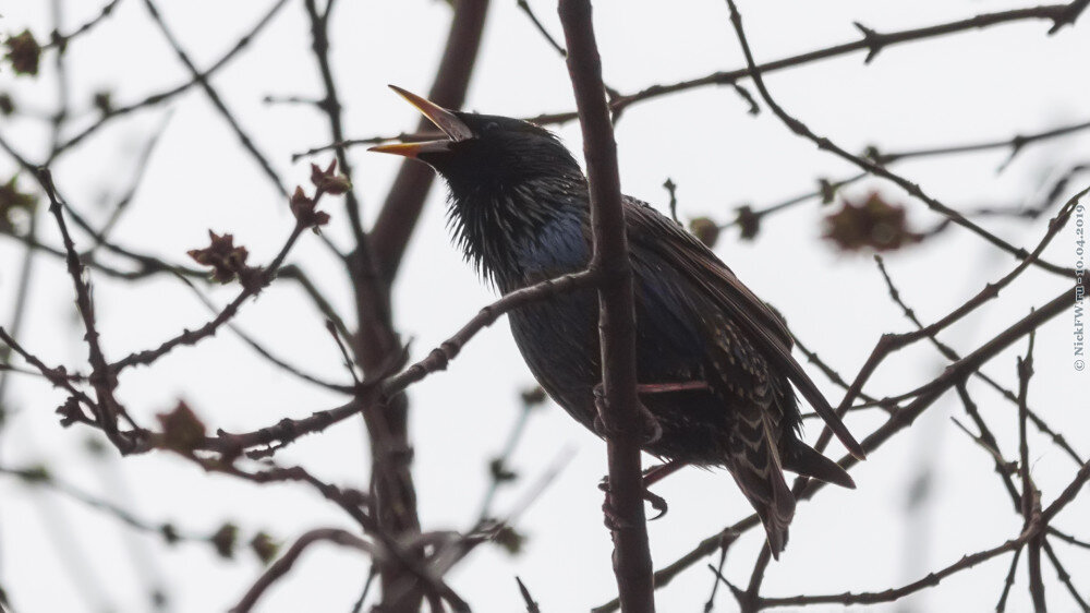1. Самец — Скворец! © NickFW.ru — 10.04.2019г.