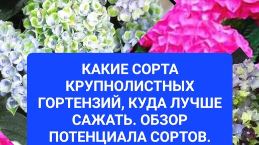 Какие сорта крупнолистных гортензий куда лучше сажать. Обзор потенциала сортов.