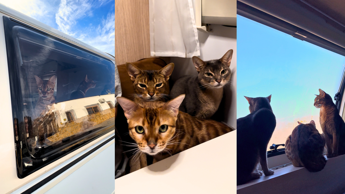 Мои три кота: Баламут Афанасьевич, серый Тишка и бенгал Шеф.