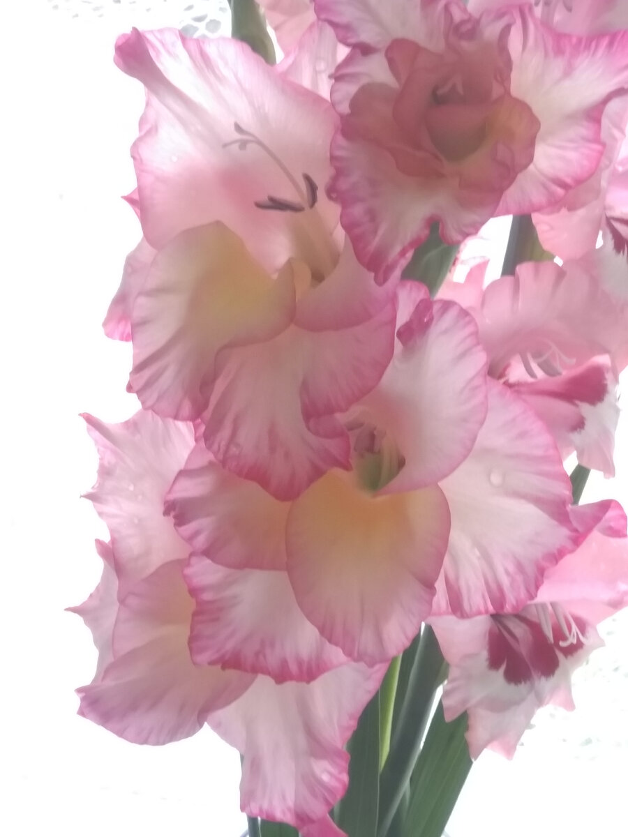 Фото автора. С днём дочерей!