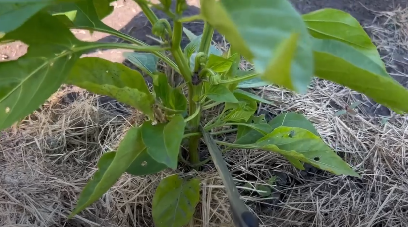 Пора формировать! Пасынки указаны ручкой - видите?