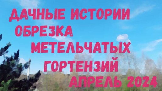 Дачные истории | Метельчатые гортензии | Весенняя обрезка | Апрель 2024