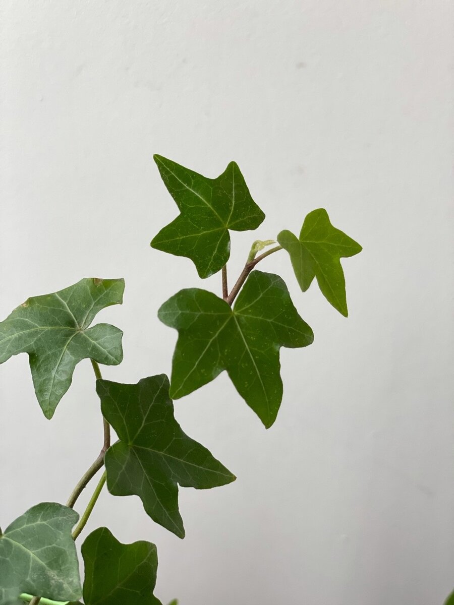 фото через 17 дней после покупки