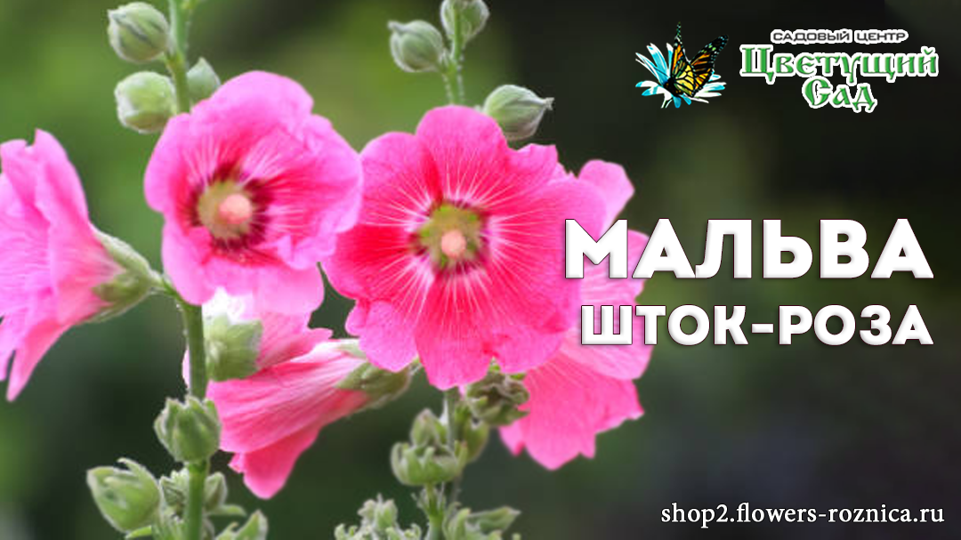 Создано с использованием фото с istockphoto.com