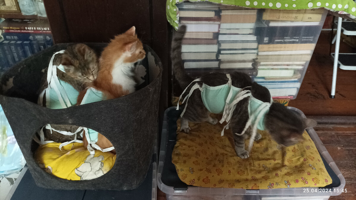 Листочек, Алиса, Танечка. 