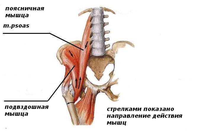 Саблевидное строение лобковой кости