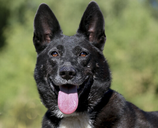 Прима - сильная и красивая собака, уверенная в себе и самостоятельная.