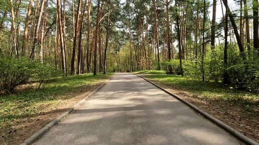 Лосиная покатушка в Серебряном бору