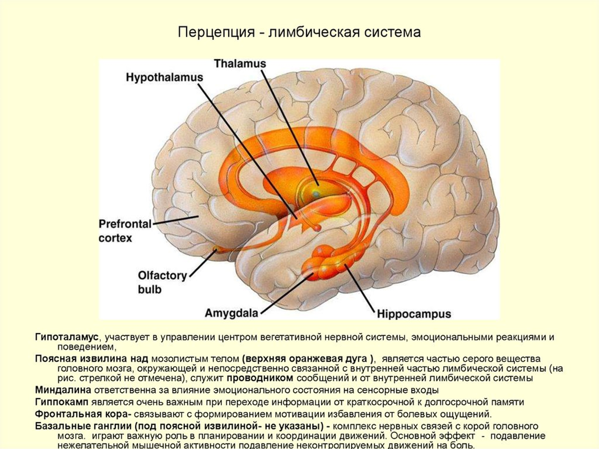 Извилина гиппокампа. Лимбическая система головного мозга человека. Лимбическая система головного мозга строение. Мозолистое тело лимбическая система.