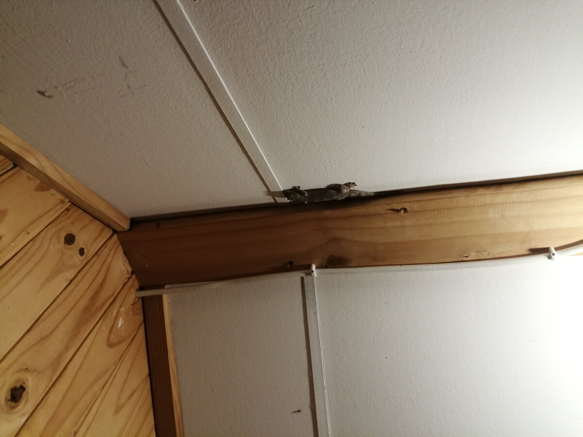 Вот такие "гости" бегают в домах по потолку.