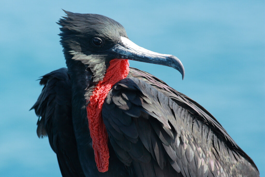 Фрегат. Картинка из интернета