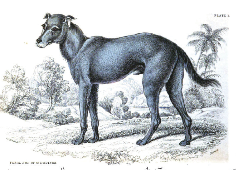 Изображение собаки сан-Доминго из книги Смита "Естественная история собак”