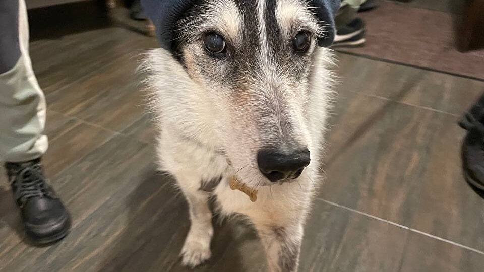 Шансы у стареньких собак из приюта невелики, но мы расскажем удивительную историю одной собачки