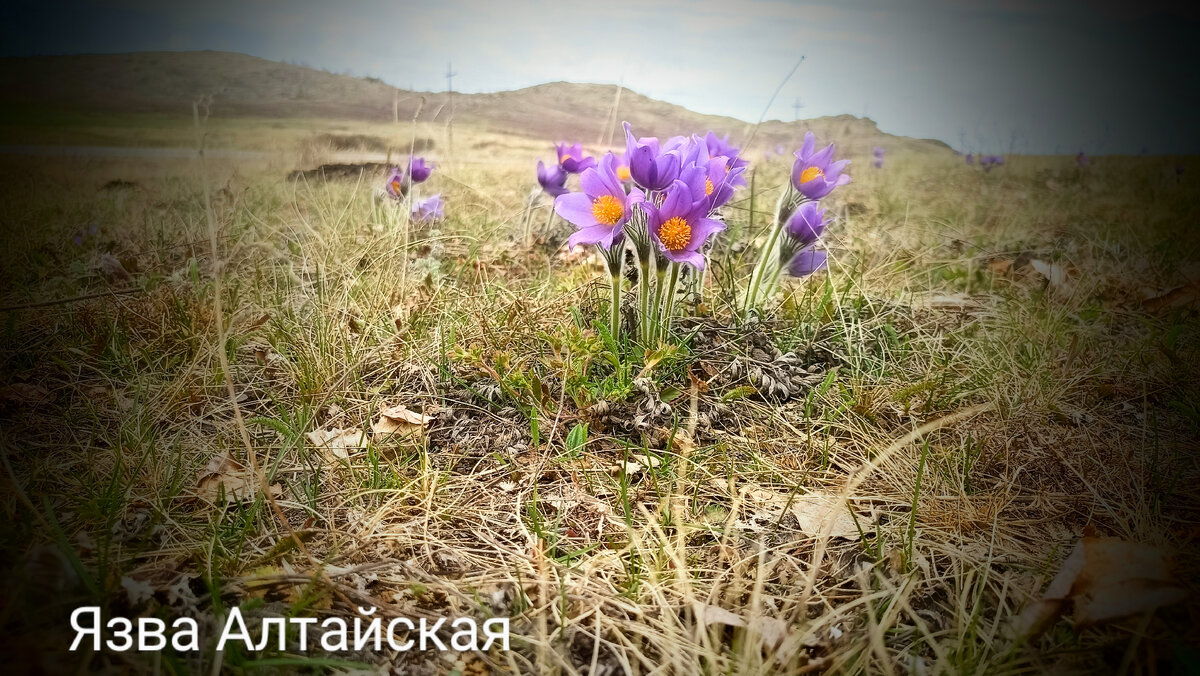 Это всего лишь бабка | Язва Алтайская. | Дзен