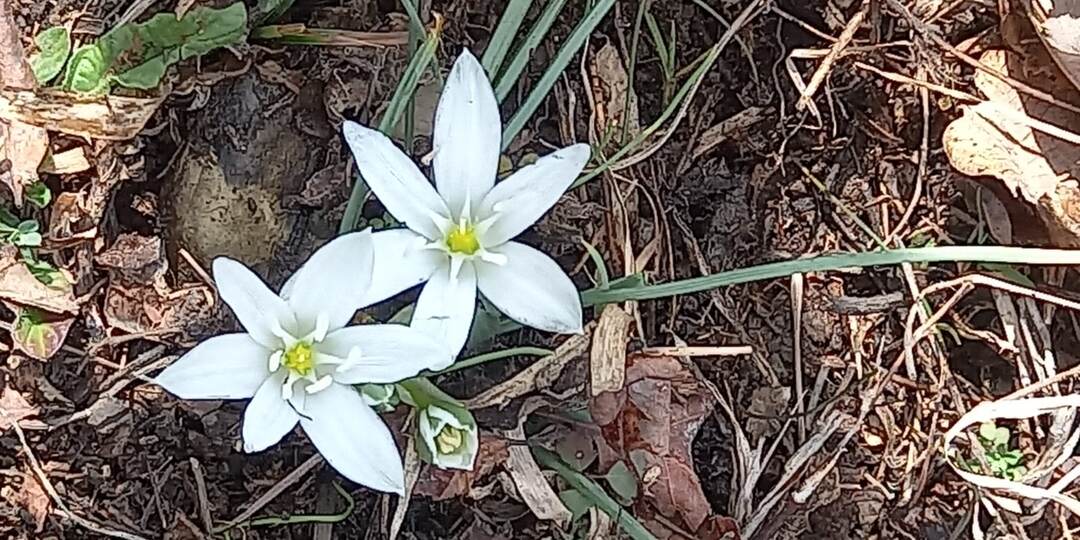 Простые клумбы для цветов