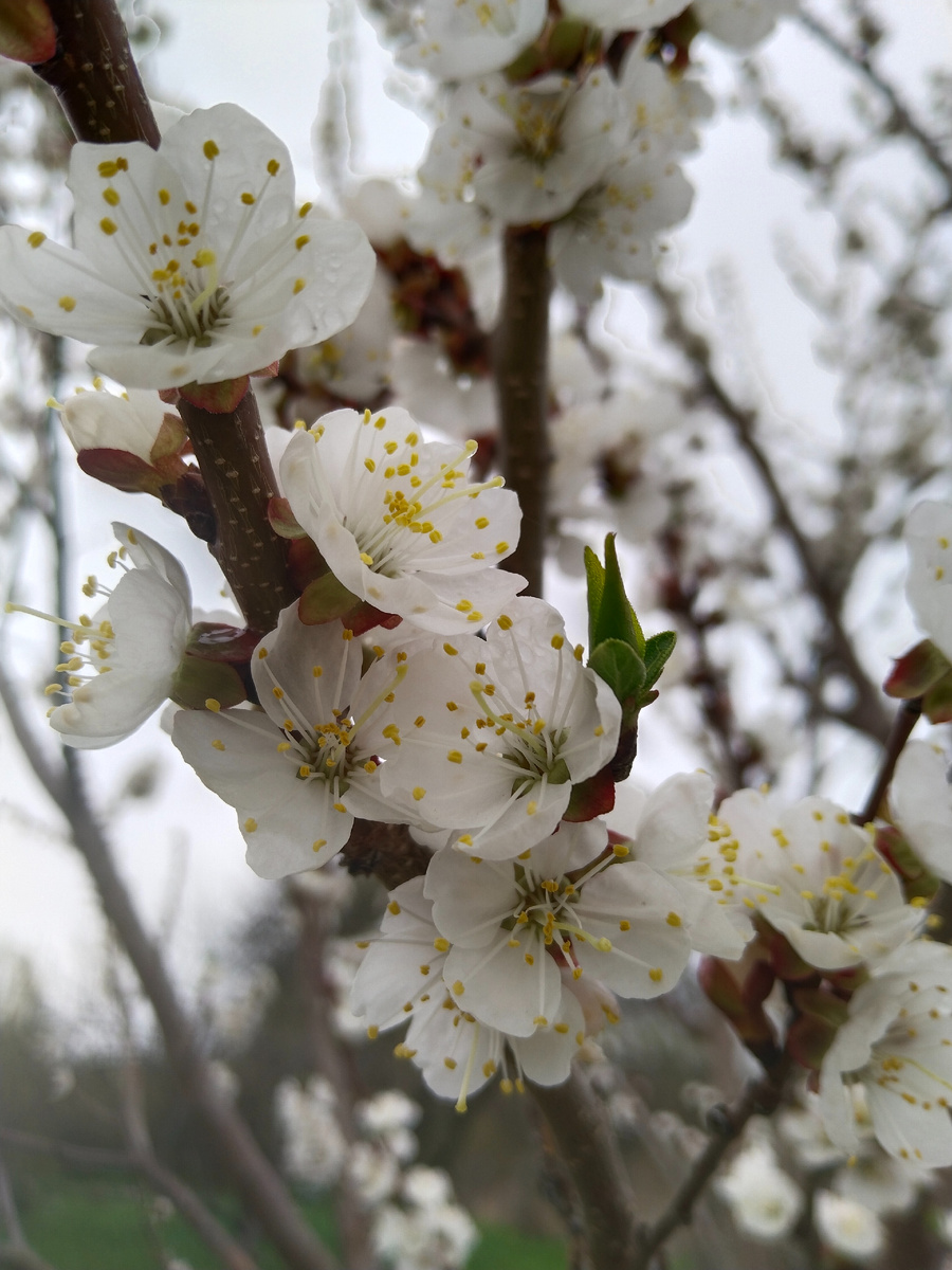 Абрикос 23 апреля 2025