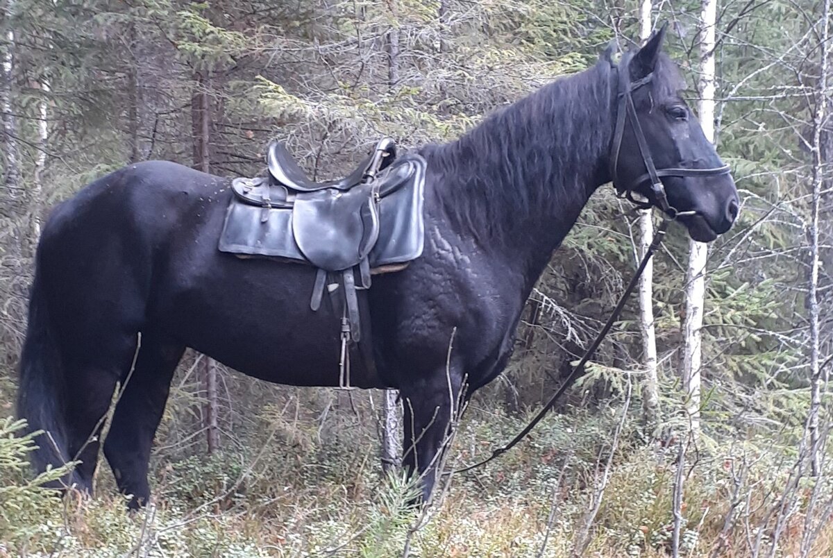 Полонез, невысокий вороной мерин