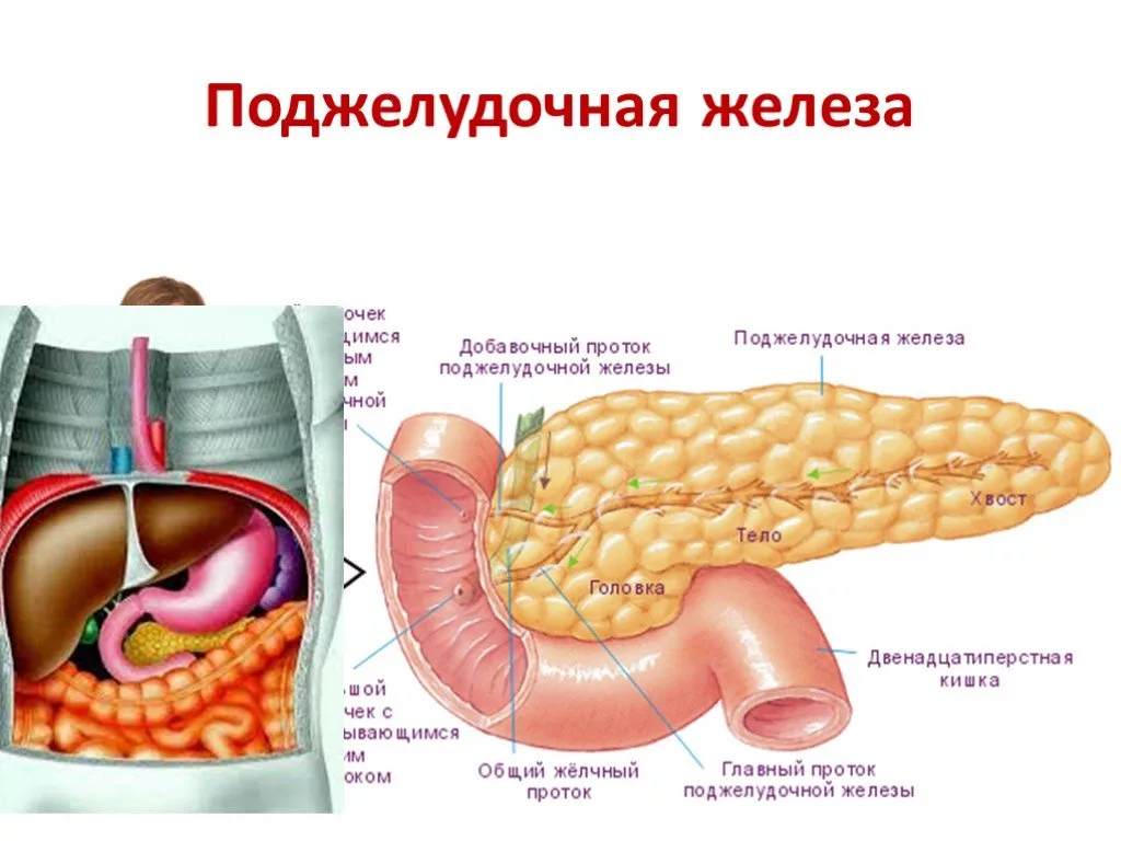 Почему увеличена поджелудочная. Строение поджелудочной железы. Поджелудочная железа анатомия человека. Анатомические структуры поджелудочной железы. Сальниковый бугор поджелудочной железы.