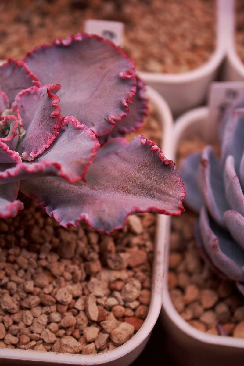 Фото 1 - Сморщенный лист Echeveria Cleopatra до полива.