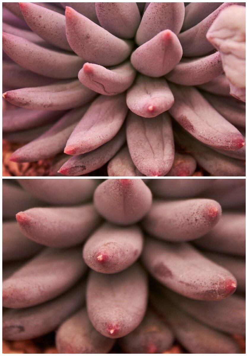 Фото 2 - На верхнем кадре листики растения находятся в слабом тургоре, они мягкие и им нужен полив. Нижний кадр - листики растения после полива, находятся в сильном тургоре, твёрдые.