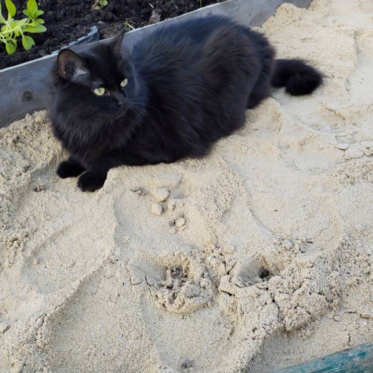 У Баневны - лапки