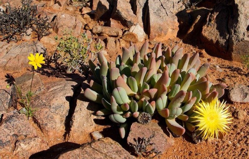 Фото 1 - Фото суккулента в естественной среде обитания.