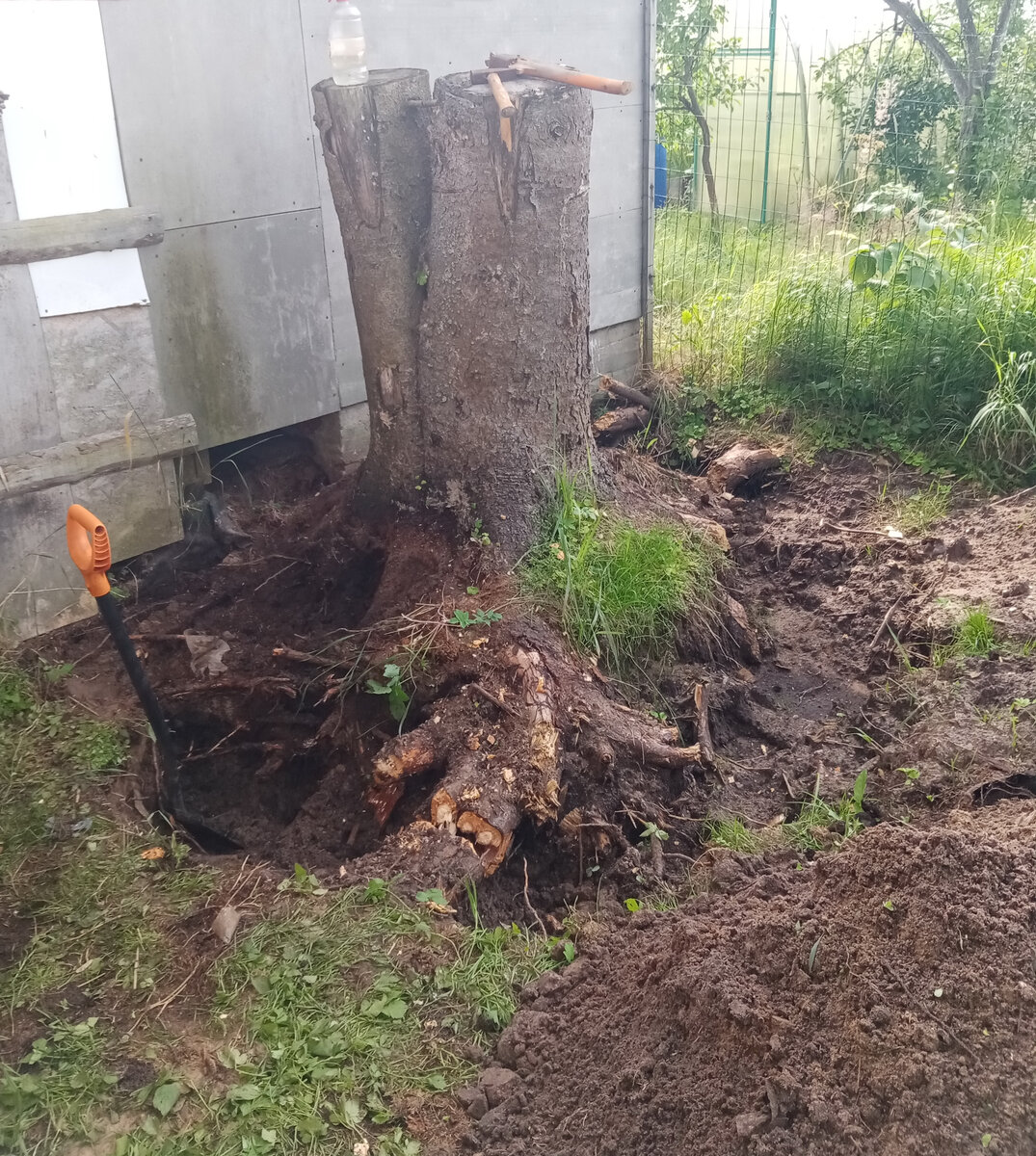 "Обкопанный" пень ели и разрубленные корни