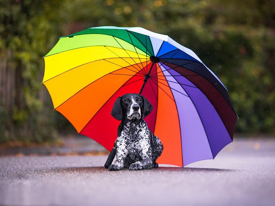 Яндекс картинки 