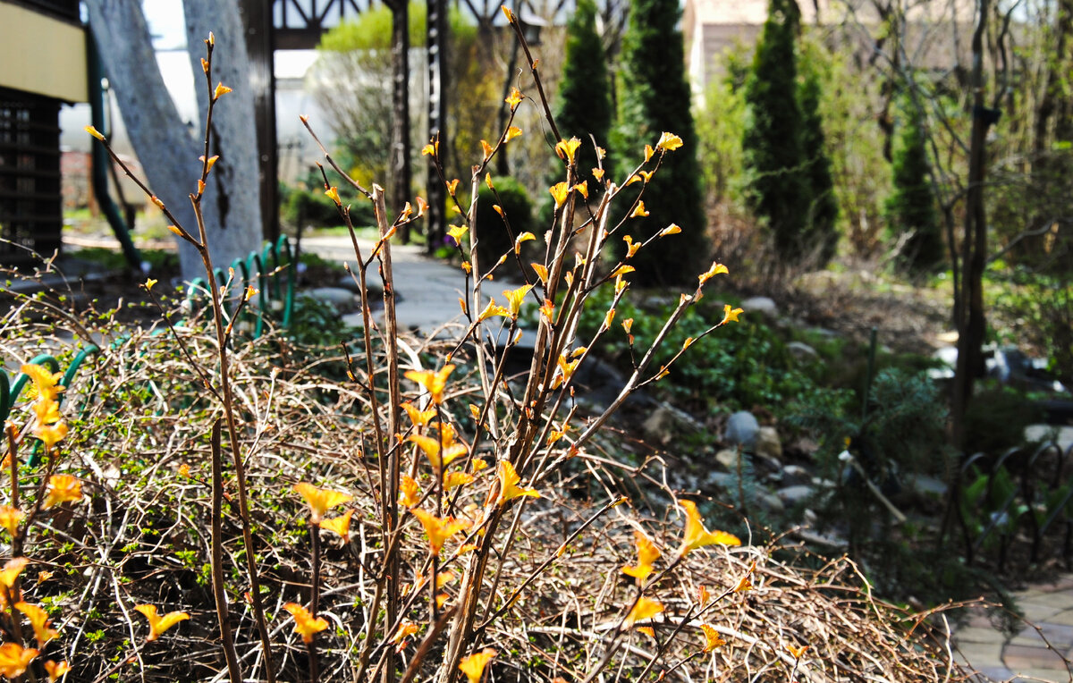 Пузыреплодник в моем саду