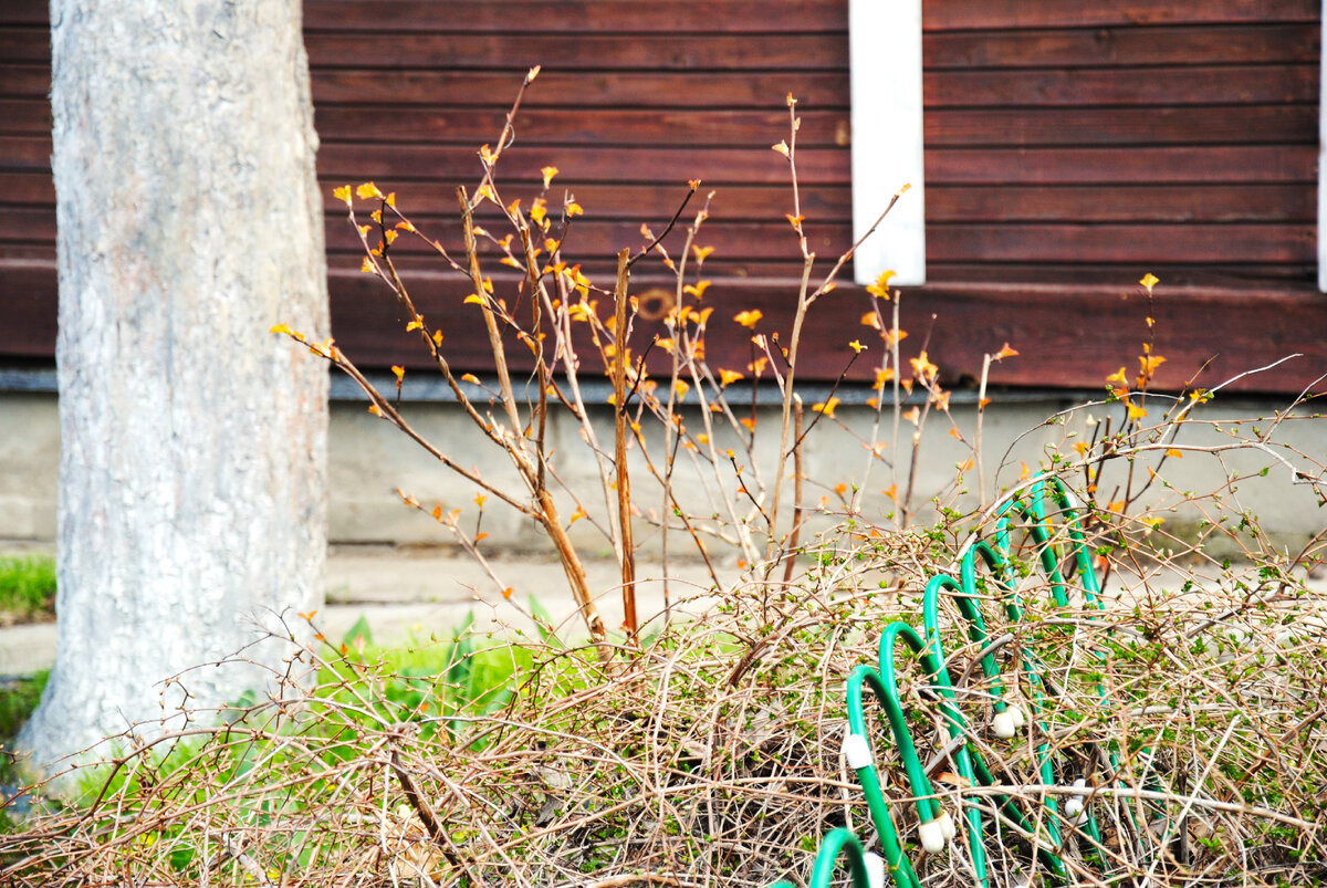 Пузыреплодник в моем саду 