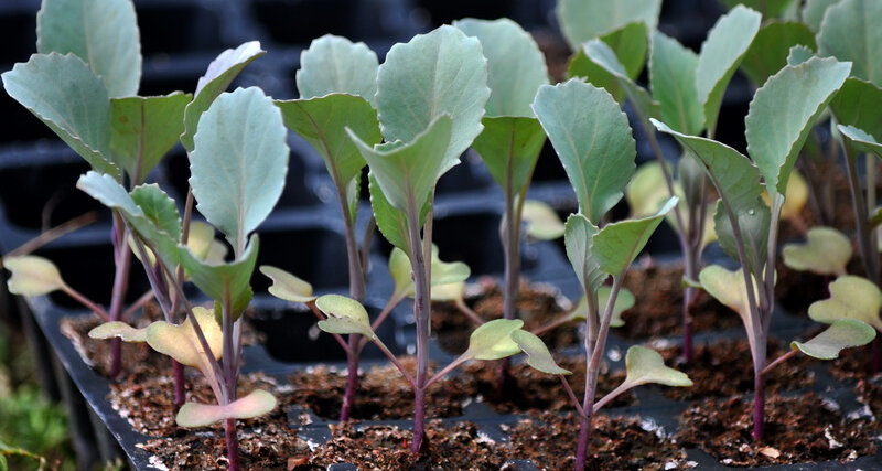 Апрель – самое подходящее время для посева семян капусты.