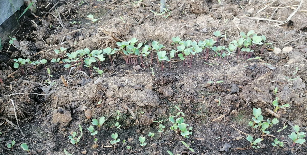 Семена капусты всегда сею в открытый грунт и накрываю посевы пленкой либо организую крытую грядку.