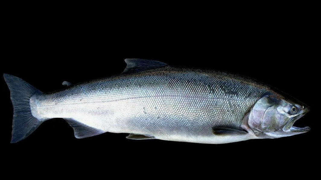 Oncorhynchus kisutch