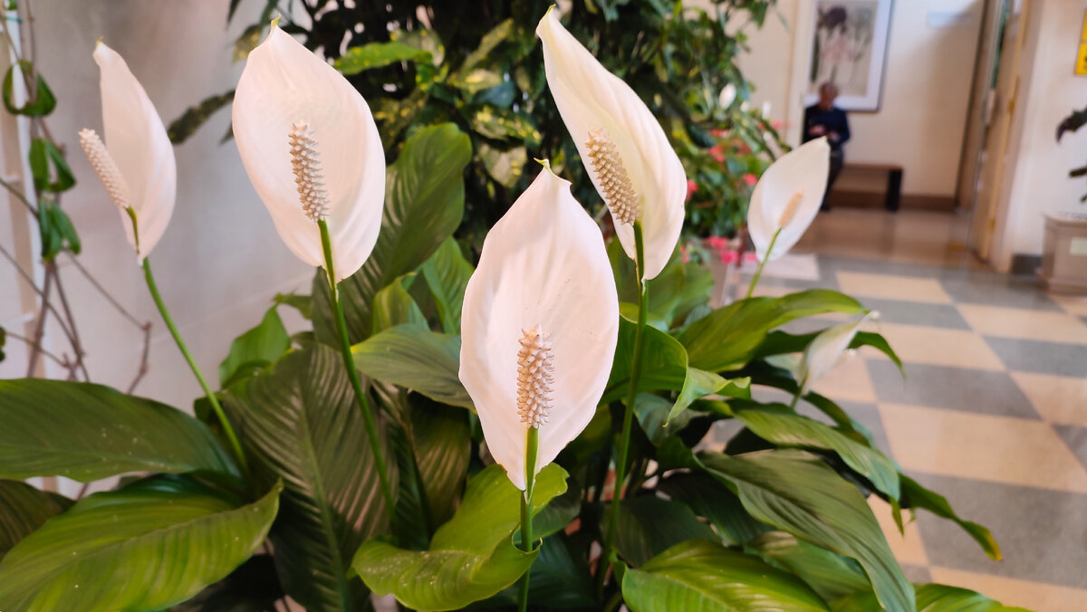 Оранжерея. Царицыно. Москва