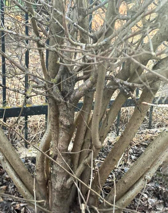 старая сирень