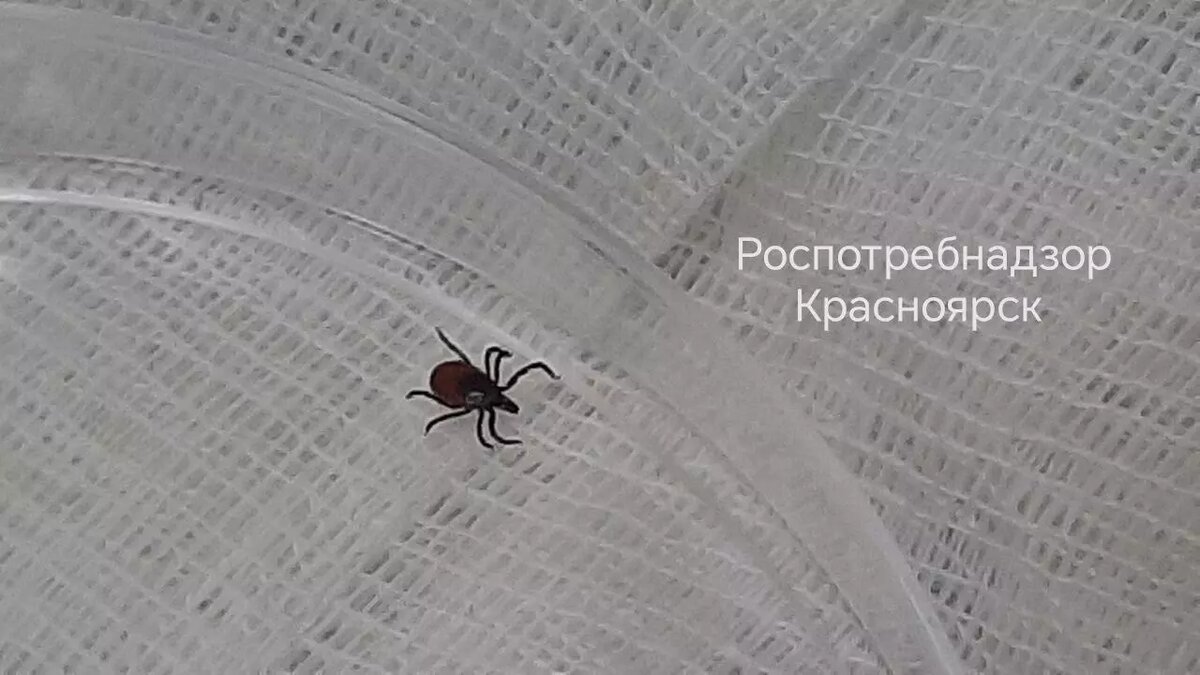     Источник: t.me/rospotrebnadzor_krsk