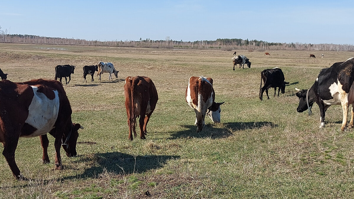 Осень была засушливая, весна поздняя, холодная  зелени не видео.